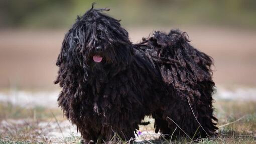 Hungarian puli hot sale grooming